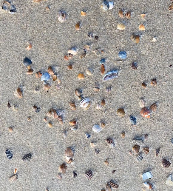 Schelpen op het strand