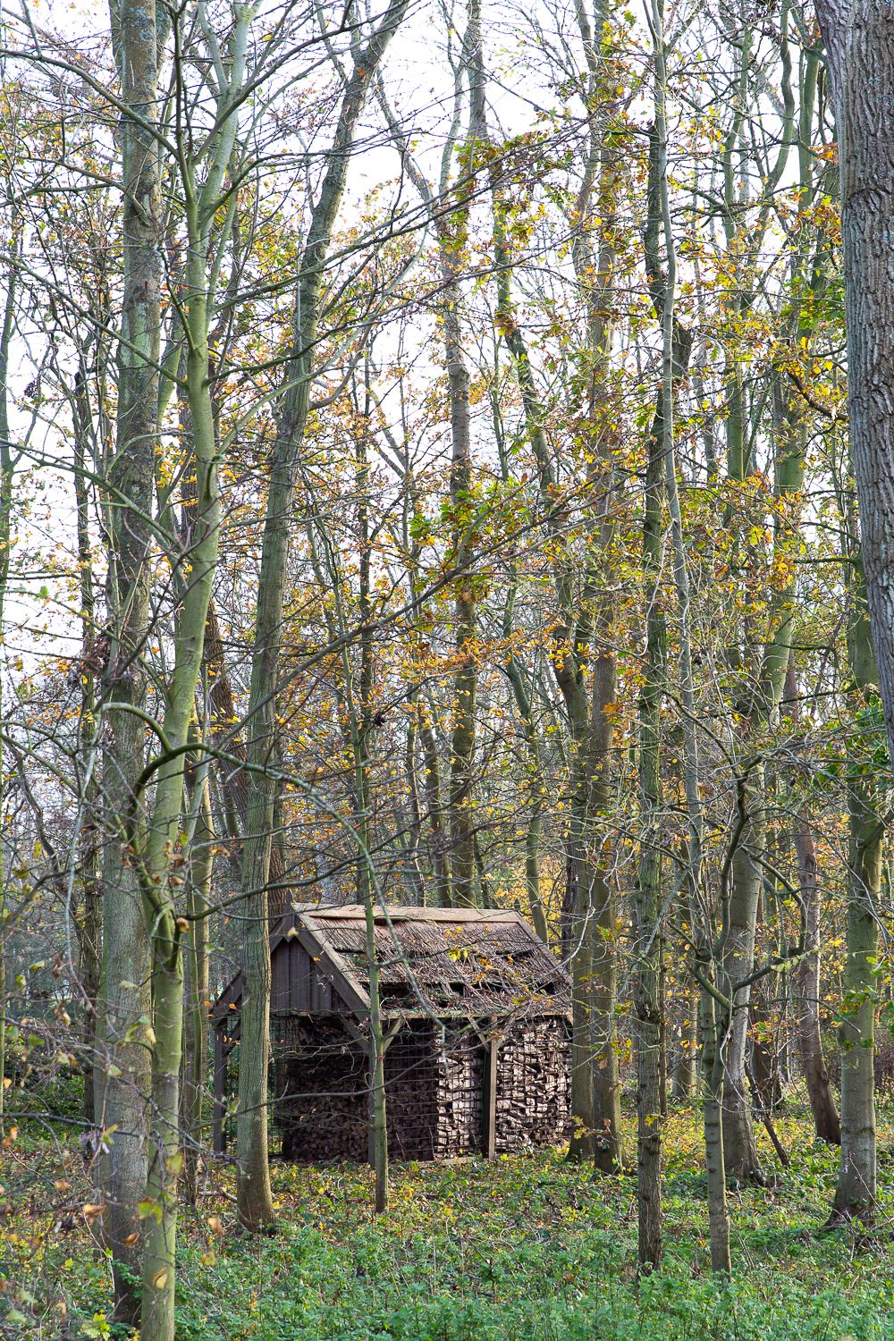 Een houten schuur in het bos